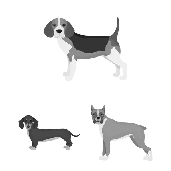 Kutya fajták monokróm ikonok beállítása gyűjtemény a design. Kutya kisállat vektor szimbólum állomány honlap illusztráció. — Stock Vector