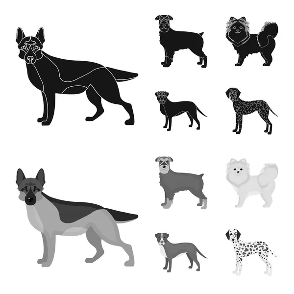 Perro razas negro, iconos monocromáticos en la colección de conjuntos para design.Dog mascota vector símbolo stock web ilustración . — Archivo Imágenes Vectoriales