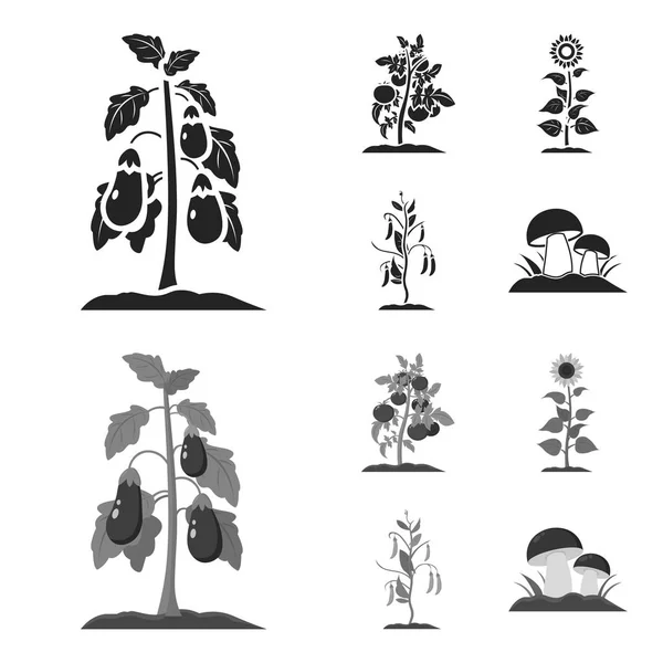 Berenjena, tomate, girasol y peas.Plant conjunto colección iconos en negro, monocromo estilo vector símbolo stock ilustración web . — Vector de stock