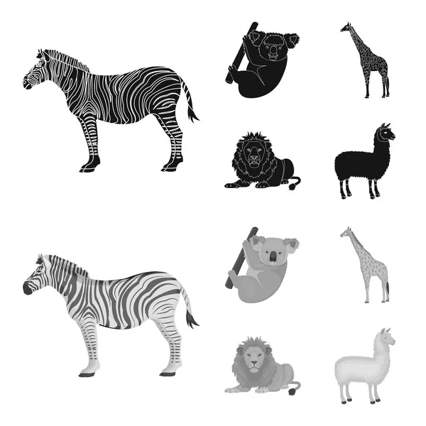Zèbre africain, koala animal, girafe, prédateur sauvage, lion. Animaux sauvages ensemble icônes de la collection en noir, monochrome style vectoriel symbole illustration web . — Image vectorielle