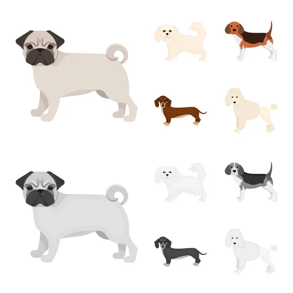 Hondenrassen cartoon, zwart-wit pictogrammen in set collectie voor design. Hond huisdier symbool voorraad web vectorillustratie. — Stockvector