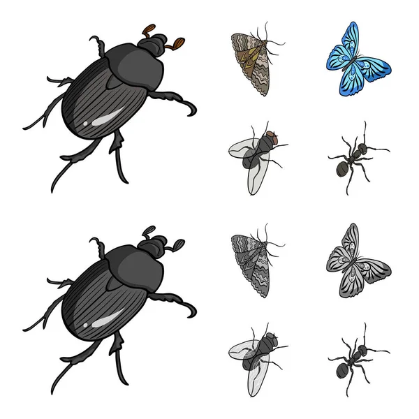 Geleedpotigen insect kever, vlinder, vlinder, vliegen. Insecten instellen collectie iconen in de tekenfilm, zwart-wit stijl vector symbool stock isometrische illustratie web. — Stockvector