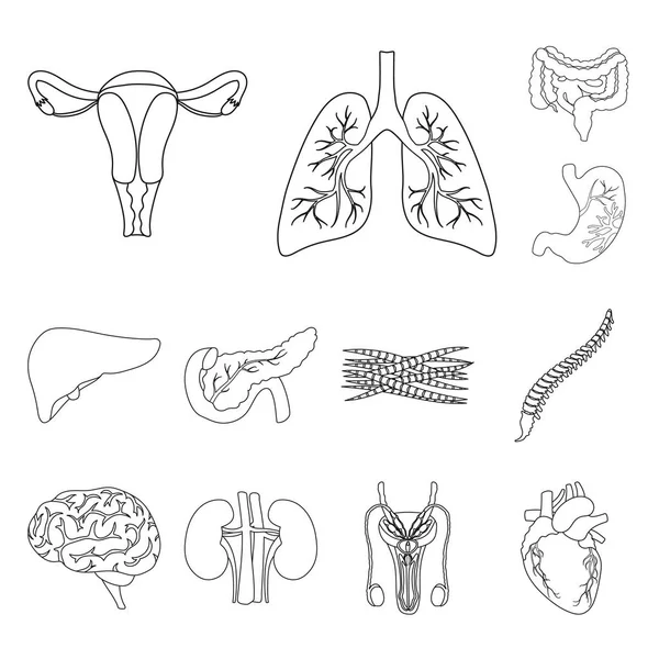 Innere Organe eines menschlichen Umrisses Ikonen in Set Sammlung für Design. Anatomie und Medizin Vektor Symbol Stock Web Illustration. — Stockvektor