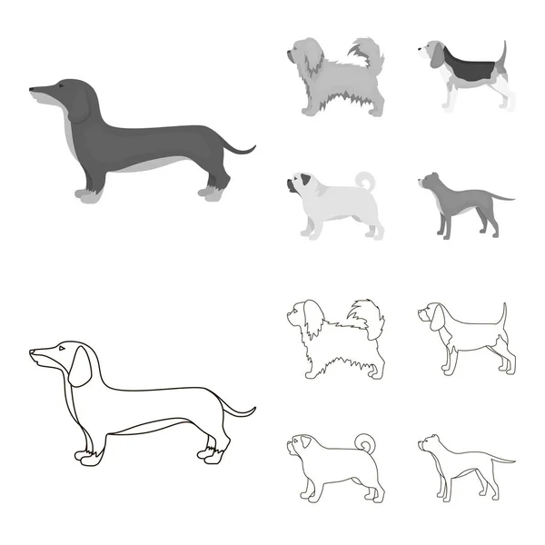 Pikinise, tacskó, mopsz, peggy. Kutyafajták készlet ikonok gyűjtemény vázlat, fekete-fehér stílus vektor szimbólum stock illusztráció web. — Stock Vector