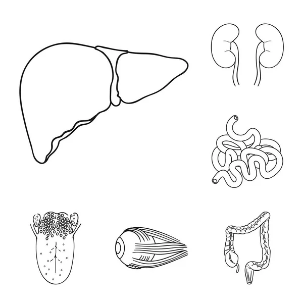 Человеческие органы обрисовывают иконки в коллекции наборов для дизайна. Анатомия и внутренние органы векторные символы веб-иллюстрации . — стоковый вектор