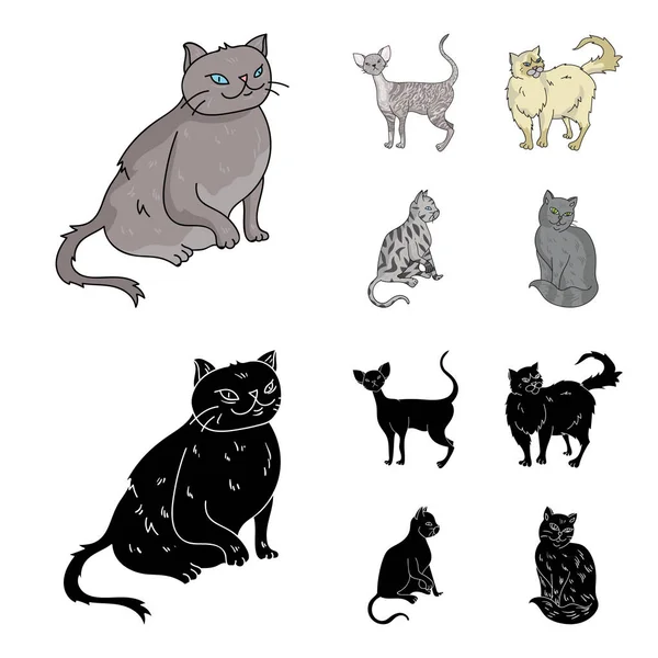 Persa, Cornish rex y otras especies. Gato razas conjunto colección iconos en dibujos animados, negro estilo vector símbolo stock ilustración web . — Vector de stock