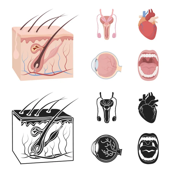 Sistema maschile, cuore, bulbo oculare, cavita 'orale. Organi set icone di raccolta in cartone animato, nero stile vettore simbolo stock illustrazione web . — Vettoriale Stock