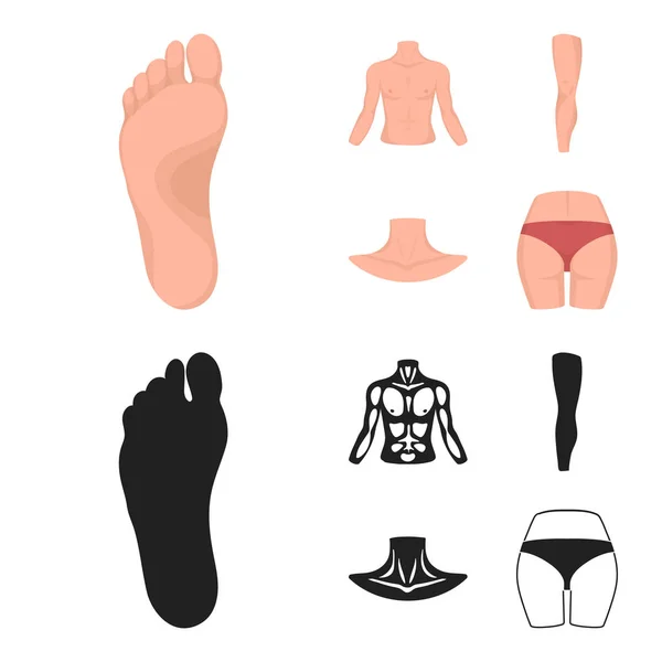 Torso, ben, hals och rumpa. Kroppsdelar som samling ikoner i tecknad, svart stil vektor symbol stock illustration web. — Stock vektor