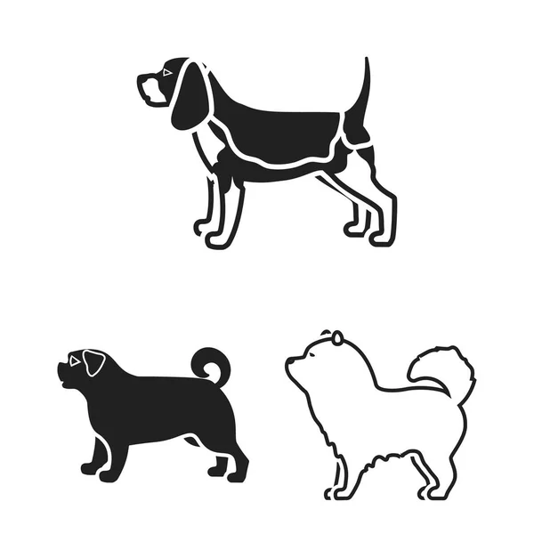 Rasy psów czarny ikony w kolekcja zestaw do projektowania. Pies pieścić wektor symbol akcji web ilustracja. — Wektor stockowy