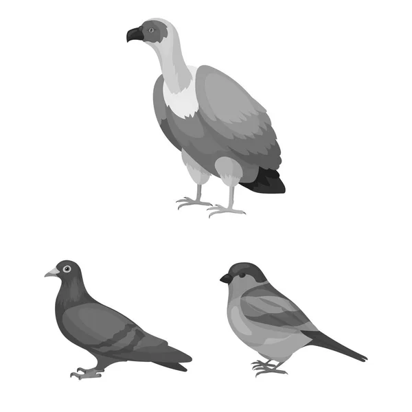 Types d'oiseaux icônes monochromes dans la collection ensemble pour la conception. Maison et sauvage oiseau vecteur symbole stock web illustration . — Image vectorielle