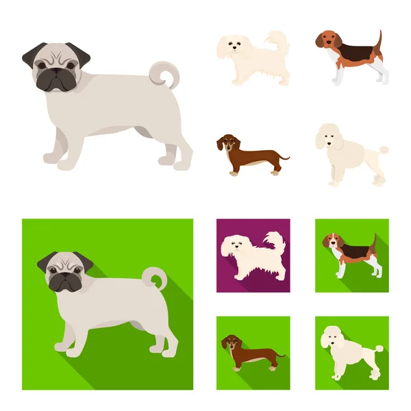 Raças de cães desenhos animados, ícones planas em coleção de conjuntos para design.Dog animal de estimação símbolo web ilustração . — Vetor de Stock
