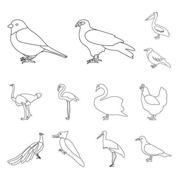 Les types d'oiseaux décrivent les icônes dans la collection définie pour la conception. Maison et sauvage oiseau vecteur symbole stock web illustration . — Image vectorielle