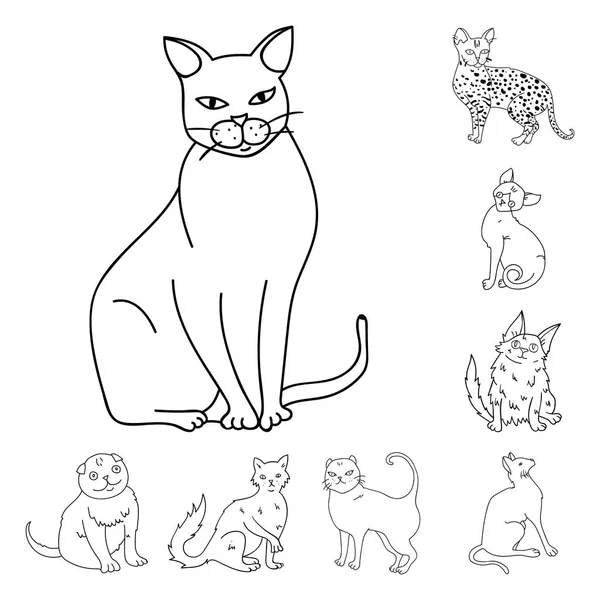 Les races de chats décrivent les icônes dans la collection définie pour le design. Animaux chat vecteur symbole stock web illustration . — Image vectorielle