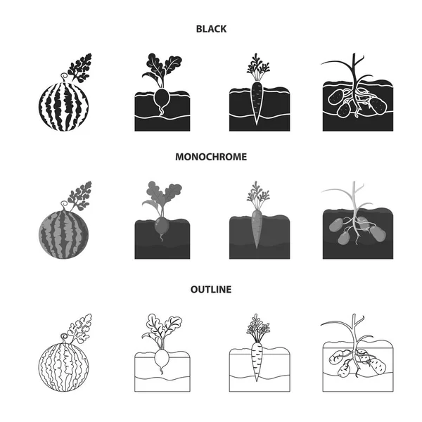 Watermelon, radish, carrots, potatoes. Plant set collection icons in black,monochrome,outline style vector symbol stock illustration web. — Stock Vector