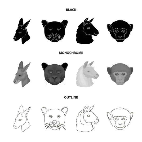 Kangury, lamy, małpy, panther, realistyczne zwierząt zestaw kolekcji ikon w czarny, czarno-biały, www ilustracji symbol wektor zarys styl. — Wektor stockowy