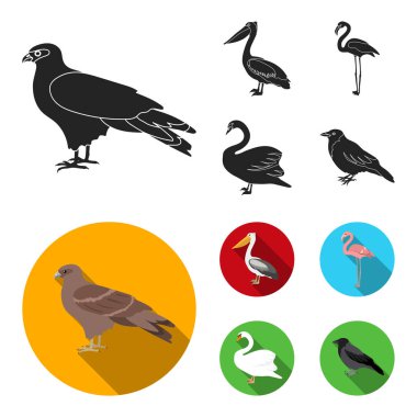 Çaylak, pelikan, flamingo, kuğu. Kuşlar toplama simgeler siyah, düz stil vektör simge stok çizim web içinde ayarla..