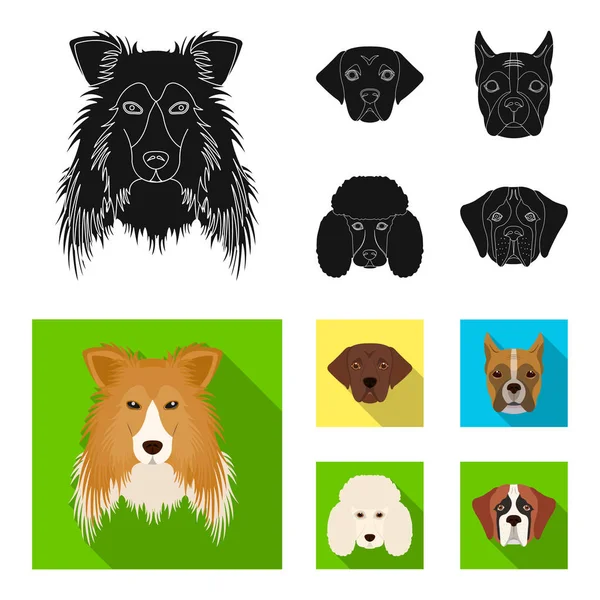 Muzzle of different breeds of dogs.Collie breed dog, lobladore, poodle, boxer set collection icons in black, flat style vector symbol stock illustration web. — Stock Vector