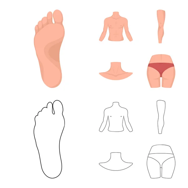 Torso, pierna, cuello y nalgas. Partes del cuerpo conjunto de iconos de colección en dibujos animados, contorno estilo vector símbolo stock ilustración web . — Vector de stock