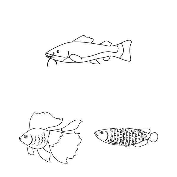 Διάφορα είδη ψαριών περίγραμμα εικονίδια στη συλλογή σετ για σχεδιασμό. Θαλάσσιο και το ενυδρείο ψάρια σύμβολο μετοχής web εικονογράφηση φορέα. — Διανυσματικό Αρχείο