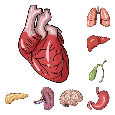 İnsan organlarını set koleksiyonu tasarım için simgeleri karikatür. Sembol stok web illüstrasyon vektör anatomi ve iç organlar.