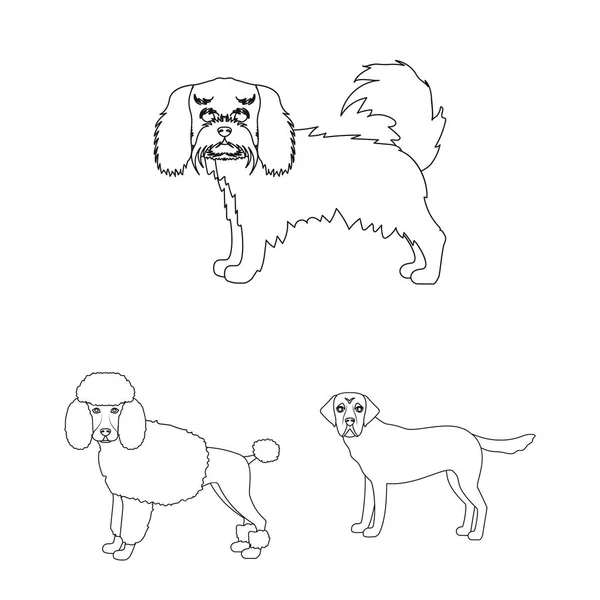 Φυλές σκύλων περίγραμμα εικονίδια στη συλλογή σετ για σχεδιασμό. Σκύλος συντροφιάς διάνυσμα σύμβολο μετοχών web εικονογράφηση. — Διανυσματικό Αρχείο
