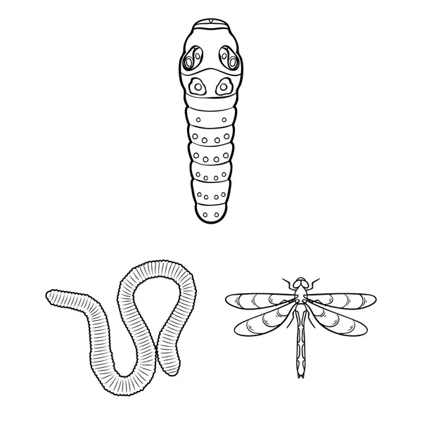 昆虫の種類は、設計のためのセットのコレクションのアイコンを概説します。節足動物媒介昆虫シンボル ストック web イラスト. — ストックベクタ