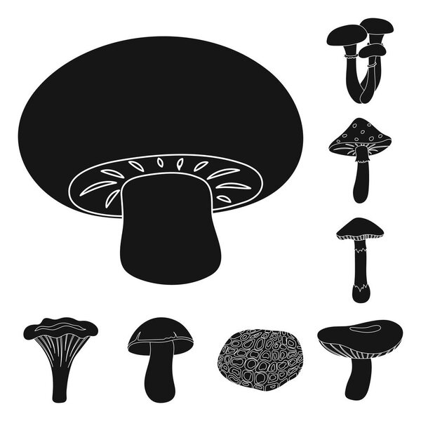 Poisonous and edible mushroom black icons in set collection for design. Different types of mushrooms vector symbol stock web illustration.