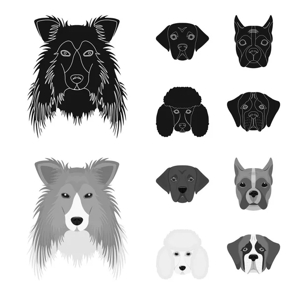 Focinho de raças diferentes de cães. Collie raça cão, lobladore, poodle, boxer conjunto coleção ícones em preto, estilo monocromático símbolo vetorial web ilustração . — Vetor de Stock