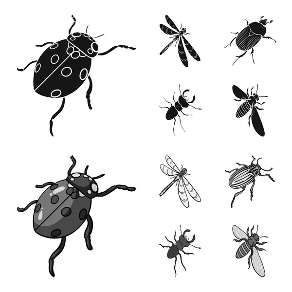 Arthropods Insect ladybird, dragonfly, beetle, Colorado beetle Insects set collection icons in black,monochrom style vector symbol stock isometric illustration web. — Stock Vector
