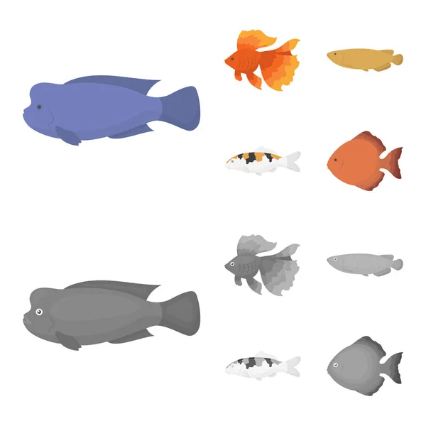 Discus, gold, carp, koi, scleropages, fotmosus.Fish set collection icons in cartoon, monochrome style vector symbol stock illustration web . — стоковый вектор