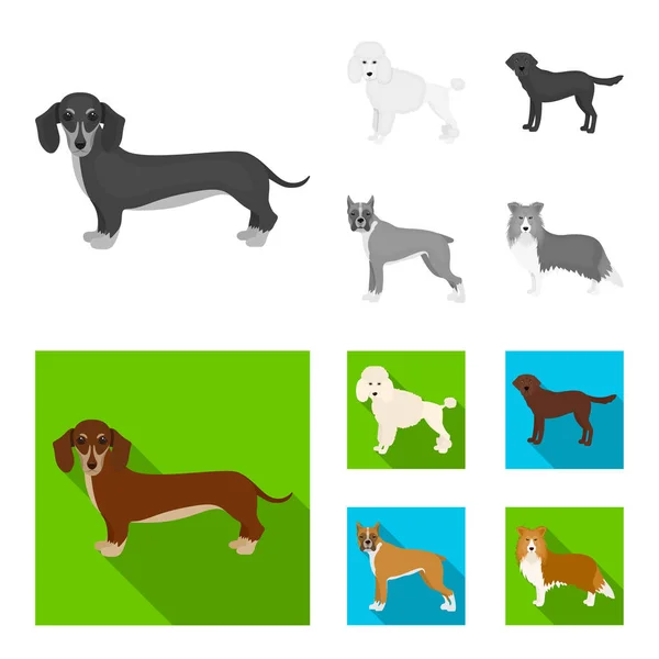 Hundraser, monokrom, platt ikoner i set samling för design. Hund husdjur vektor symbol lager web illustration. — Stock vektor