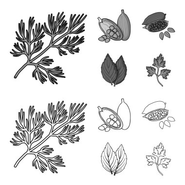 Dereotu, kakao çekirdekleri, fesleğen. Otlar ve baharatlar anahat, tek renkli stil vektör simge stok çizim web simgeler ayarla.