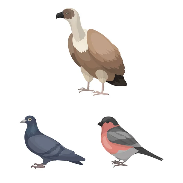Kuş türleri set koleksiyonu tasarım için simgeleri karikatür. Ev ve vahşi kuş vektör simge stok web çizim. — Stok Vektör