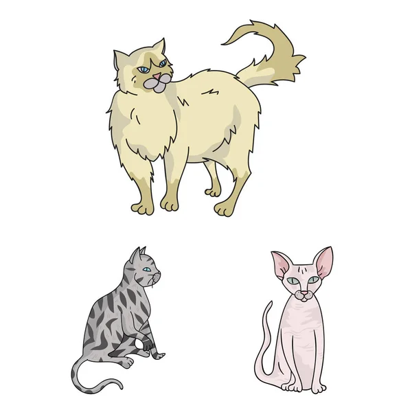 Razas de gatos iconos de dibujos animados en la colección de conjuntos para el diseño. Mascota gato vector símbolo stock web ilustración . — Vector de stock