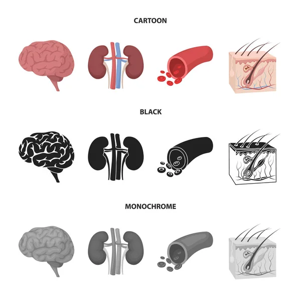 Cerebro, riñón, vaso sanguíneo, piel. Conjunto de órganos iconos de colección en dibujos animados, negro, estilo monocromo vector símbolo stock ilustración web . — Vector de stock