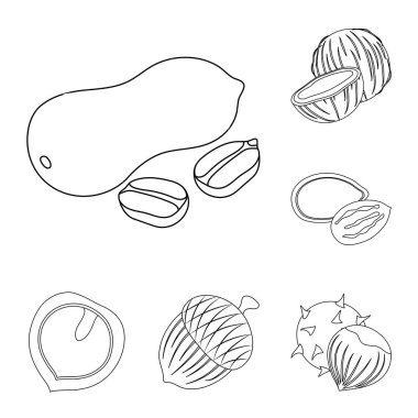 Fındık çeşitleri set koleksiyonu tasarım için simgeleri anahat. Fındık gıda vektör simge stok web çizim.