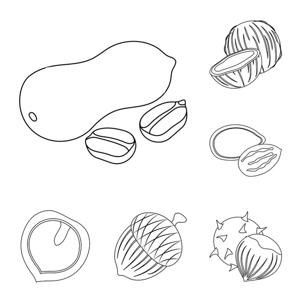 Różne rodzaje orzechów zarys ikony w kolekcja zestaw do projektowania. Nakrętka ilustracja jedzenie wektor symbol zasobów sieci web. — Wektor stockowy
