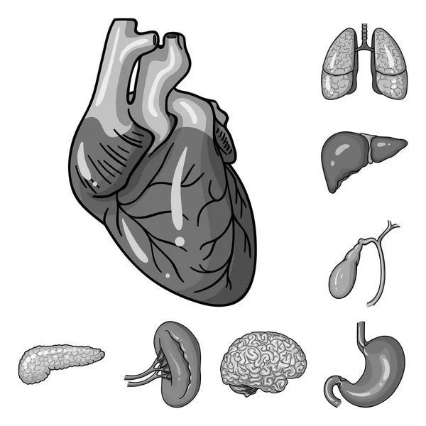 Órganos humanos iconos monocromáticos en colección de conjuntos para el diseño. Anatomía y órganos internos vector símbolo stock web ilustración . — Vector de stock