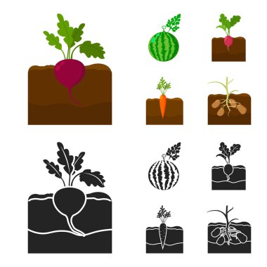 Karpuz, turp, havuç, patates. Bitki toplama simgeler çizgi film, siyah stil vektör simge stok çizim web ayarla..