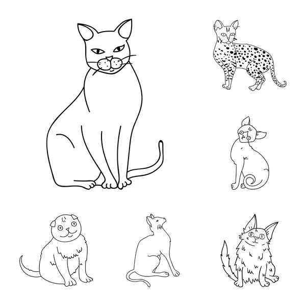 Rassen van katten overzicht pictogrammen in set collectie voor design. Huisdier kat vectorillustratie symbool voorraad web. — Stockvector
