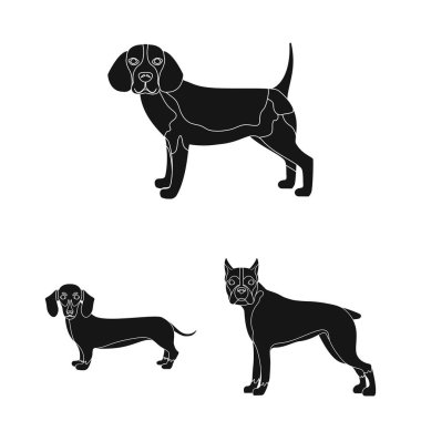 Köpek ırkları set koleksiyonu tasarım için simgeler siyah. Köpek evde beslenen hayvan vektör simge stok web çizim.