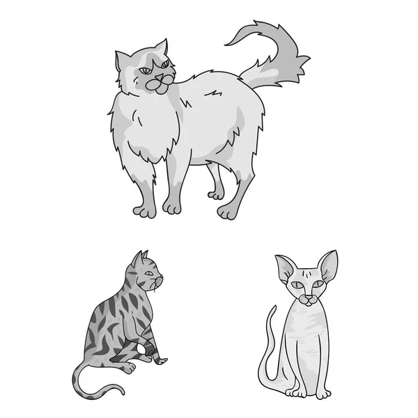 Races de chats icônes monochromes dans la collection ensemble pour le design. Animaux chat vecteur symbole stock web illustration . — Image vectorielle