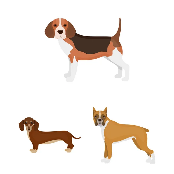 Cão raças desenhos animados ícones na coleção de conjuntos para design.Dog animal de estimação símbolo vetorial ilustração web . — Vetor de Stock