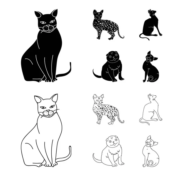 Siamese e altre specie. Razze gatto set icone di raccolta in nero, contorno stile vettore simbolo stock illustrazione web . — Vettoriale Stock