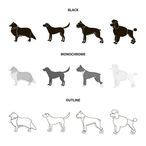 Collie, labrador, boxeador, caniche. Perro razas conjunto colección iconos en negro, monocromo, contorno estilo vector símbolo stock ilustración web . — Vector de stock