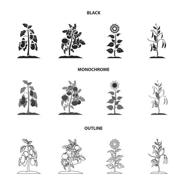 Berinjela, tomate, girassol e ervilhas. conjunto de plantas ícones de coleção em preto, monocromático, estilo esboço vetor símbolo estoque ilustração web . —  Vetores de Stock
