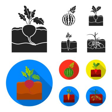 Karpuz, turp, havuç, patates. Bitki toplama simgeler siyah, düz stil vektör simge stok çizim web içinde ayarla..