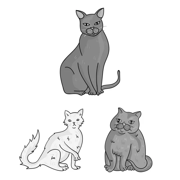 Razas de gatos iconos monocromáticos en colección de conjuntos para el diseño. Mascota gato vector símbolo stock web ilustración . — Vector de stock