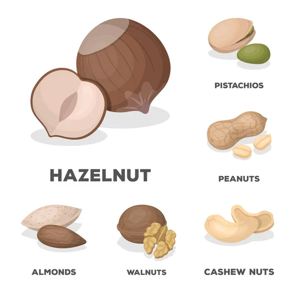 Diferentes tipos de nueces iconos de dibujos animados en la colección de conjuntos para design.Nut Alimento vector símbolo stock web ilustración . — Vector de stock