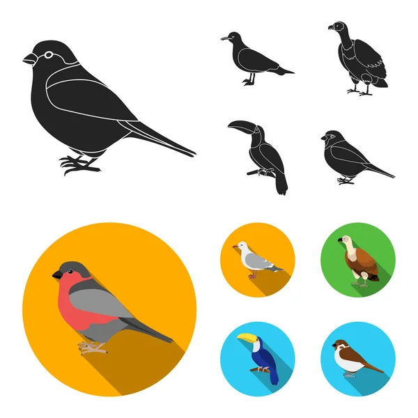 Gaviota, tucán y otras especies. Pájaros conjunto colección iconos en negro, plano estilo vector símbolo stock ilustración web . — Vector de stock